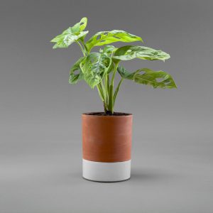 pot plante arrosage facile avec terreau et soucoupe