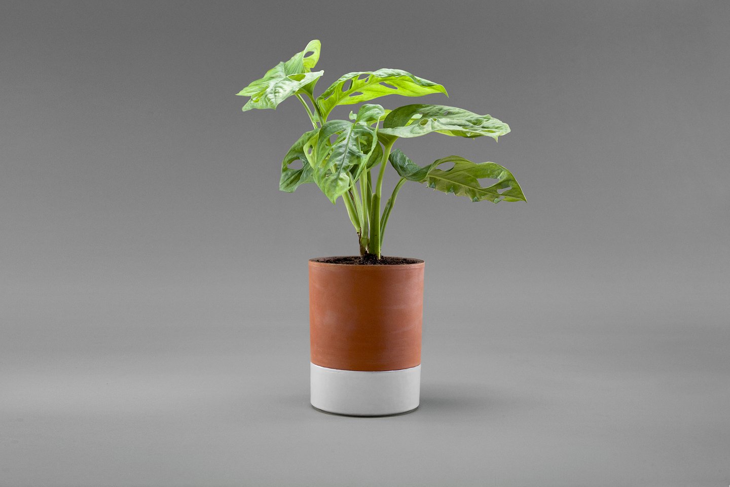 pot plante arrosage facile avec terreau et soucoupe